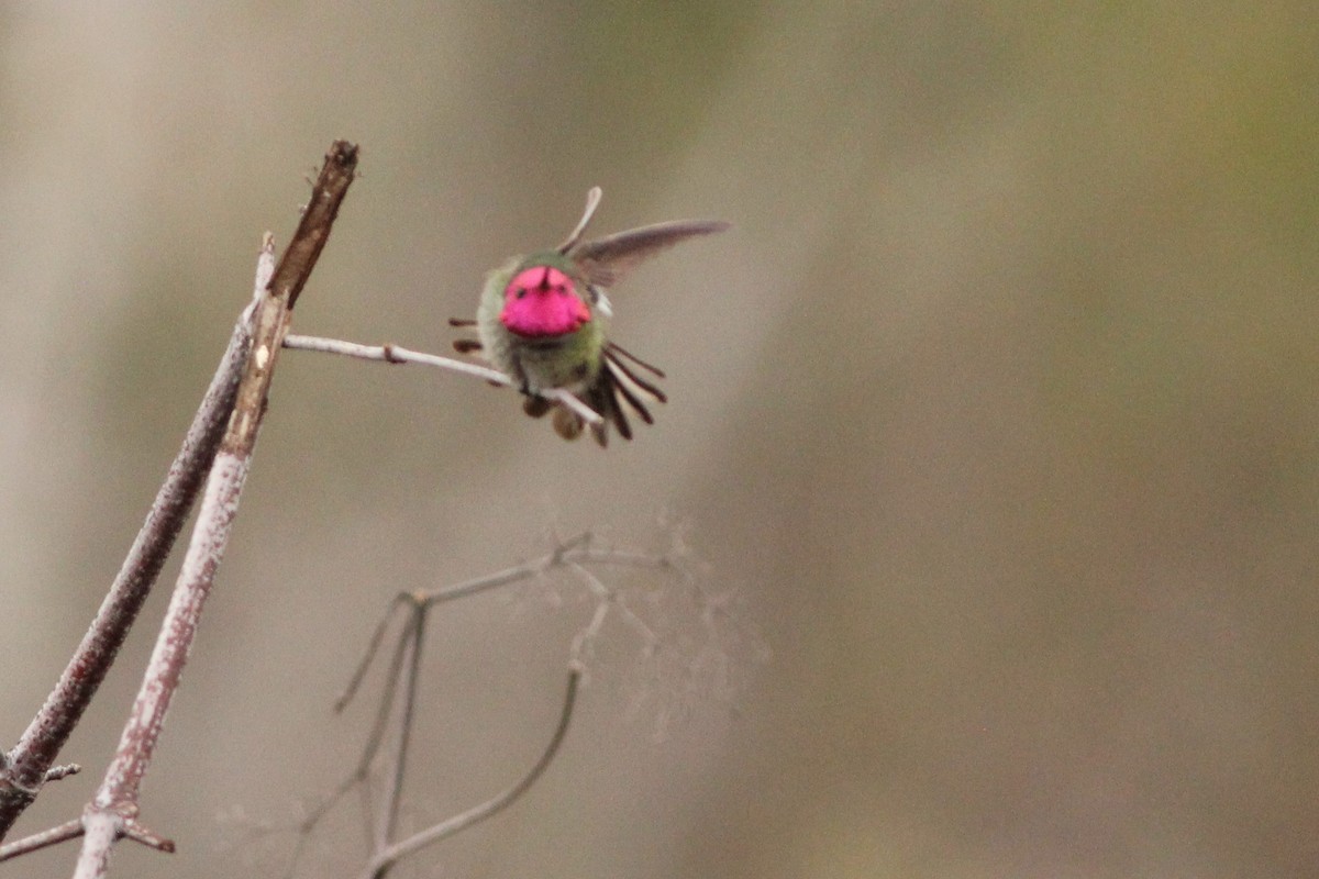 rødmaskekolibri - ML300984881