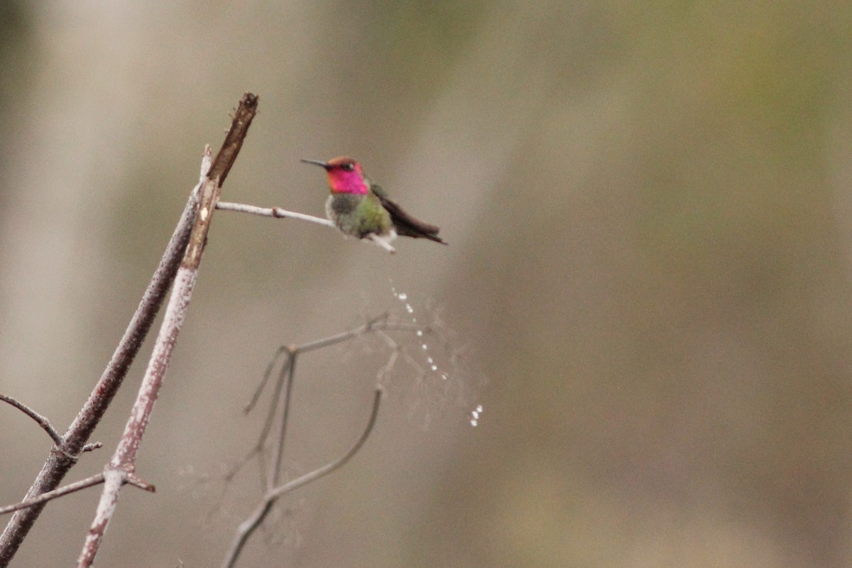 Anna's Hummingbird - ML300984891