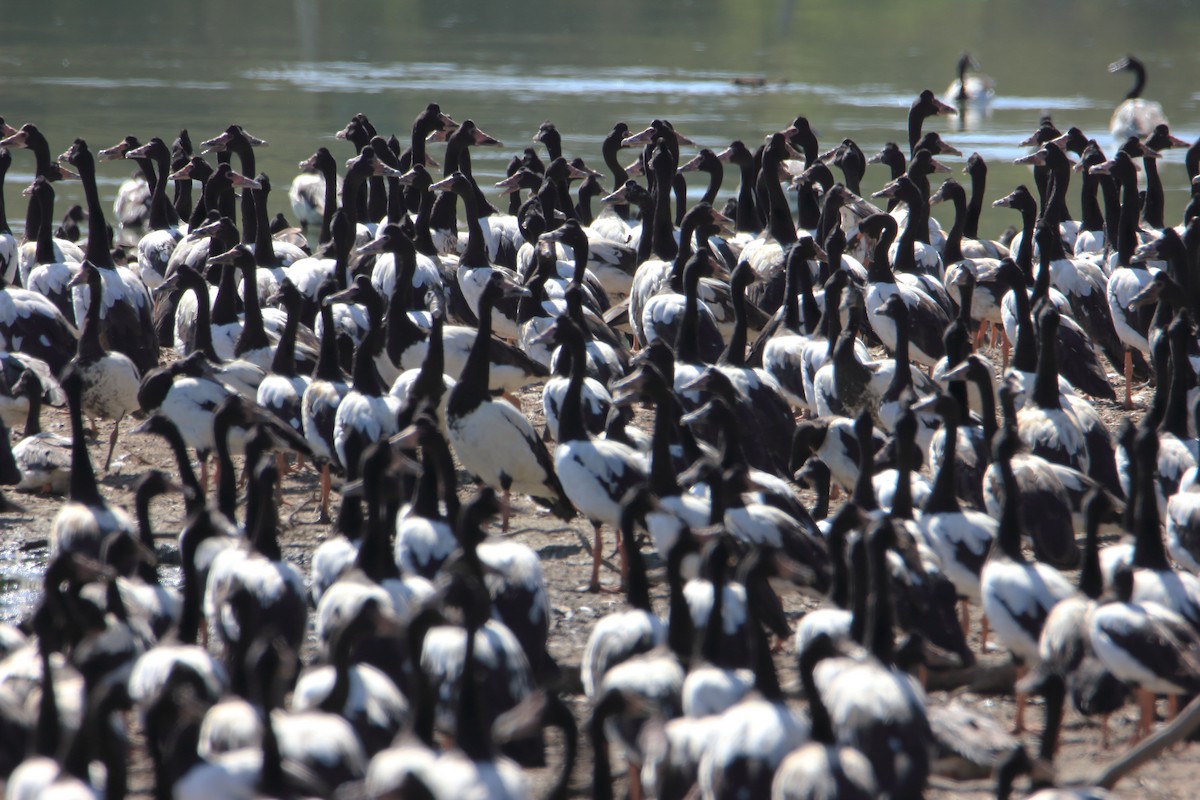 Magpie Goose - ML300985691