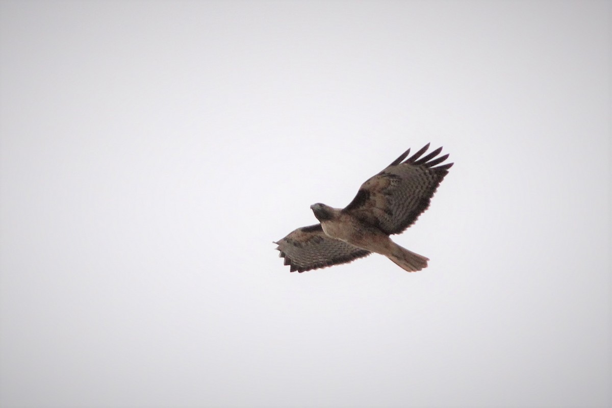 Red-tailed Hawk - ML300985921