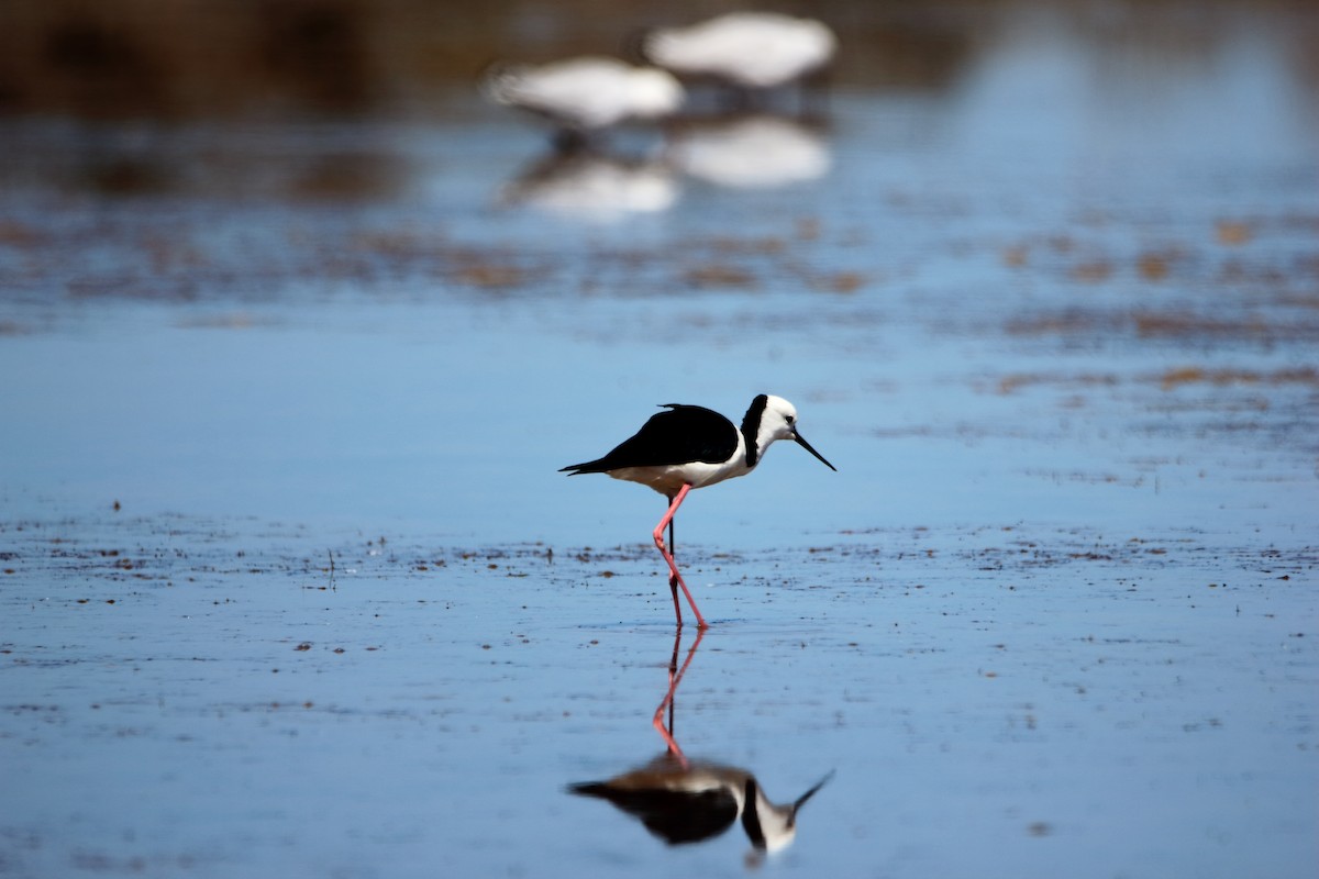 Pied Stilt - ML300986561