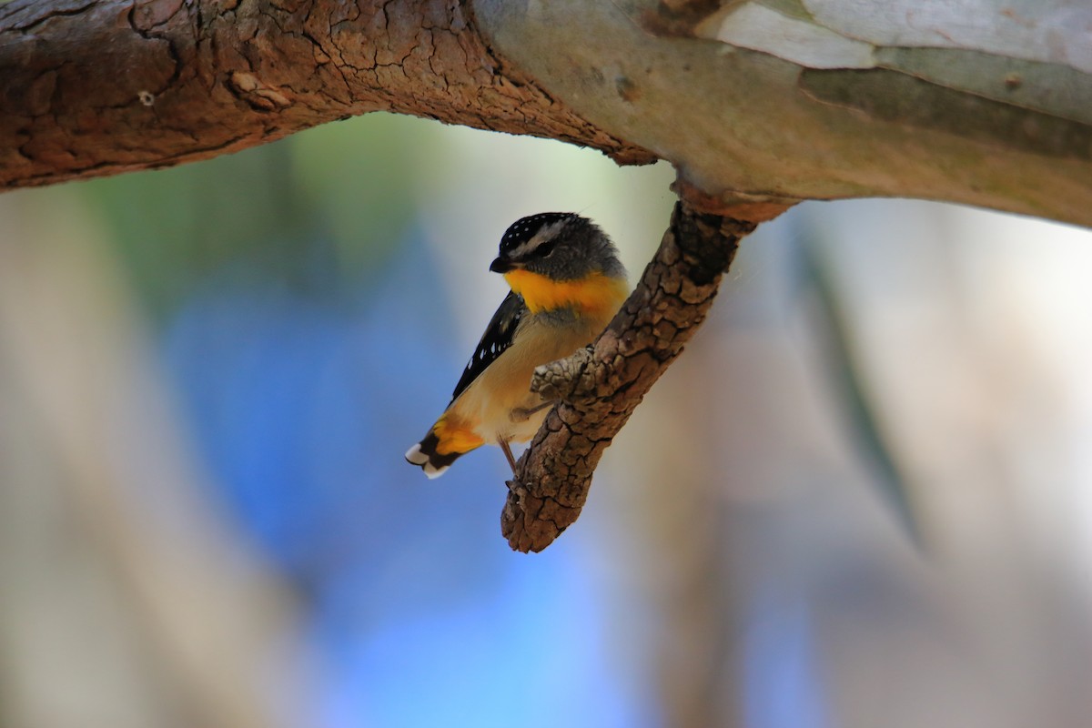 Spotted Pardalote - ML300986921