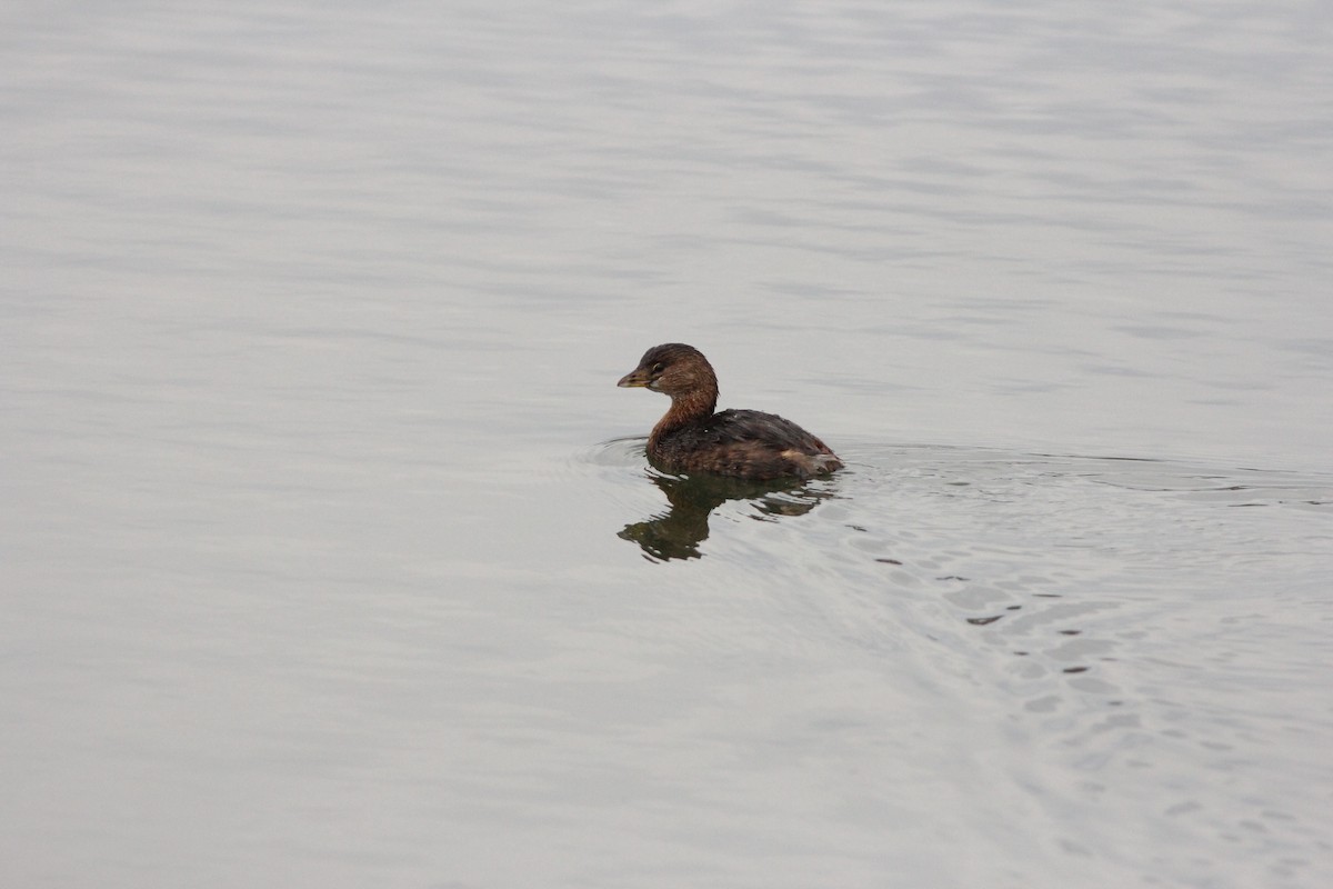 Pied-billed Grebe - ML300987261