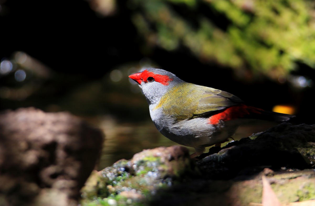 Red-browed Firetail - ML300987281