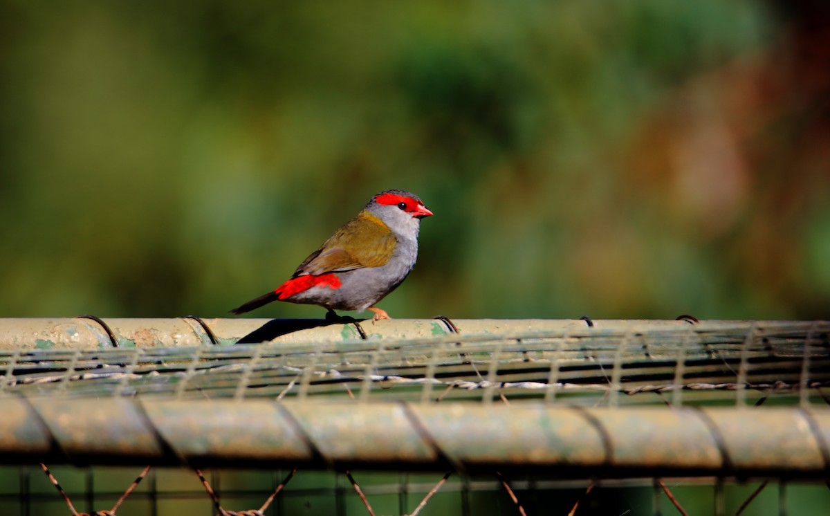 Red-browed Firetail - ML300987431