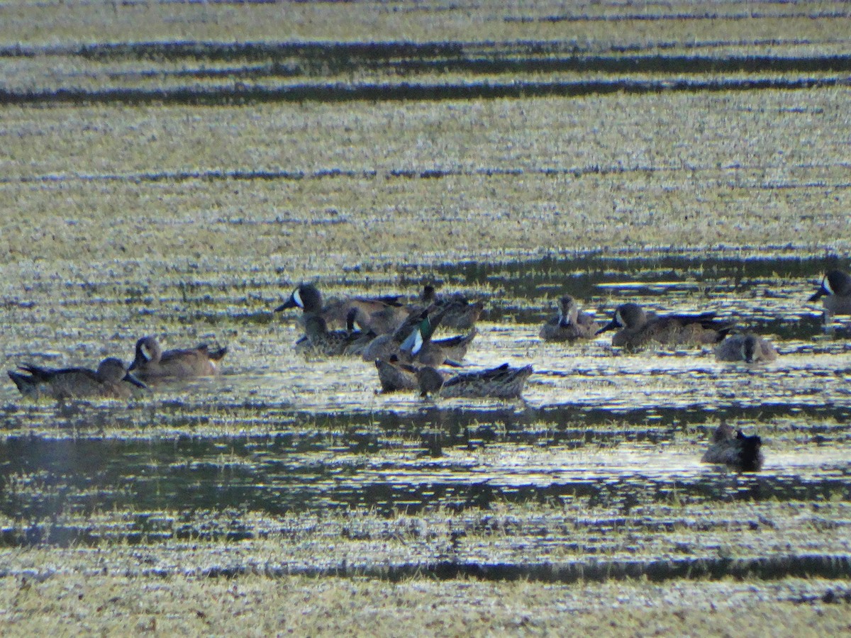 Blue-winged Teal - ML300987611