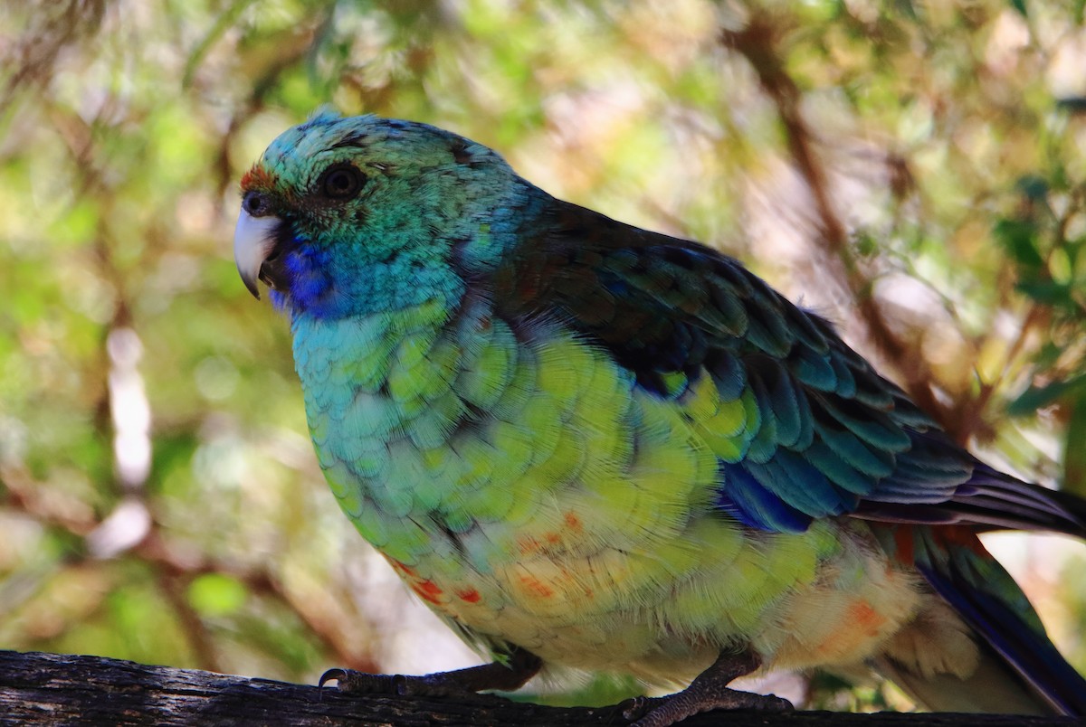 Red-rumped Parrot - ML300987991