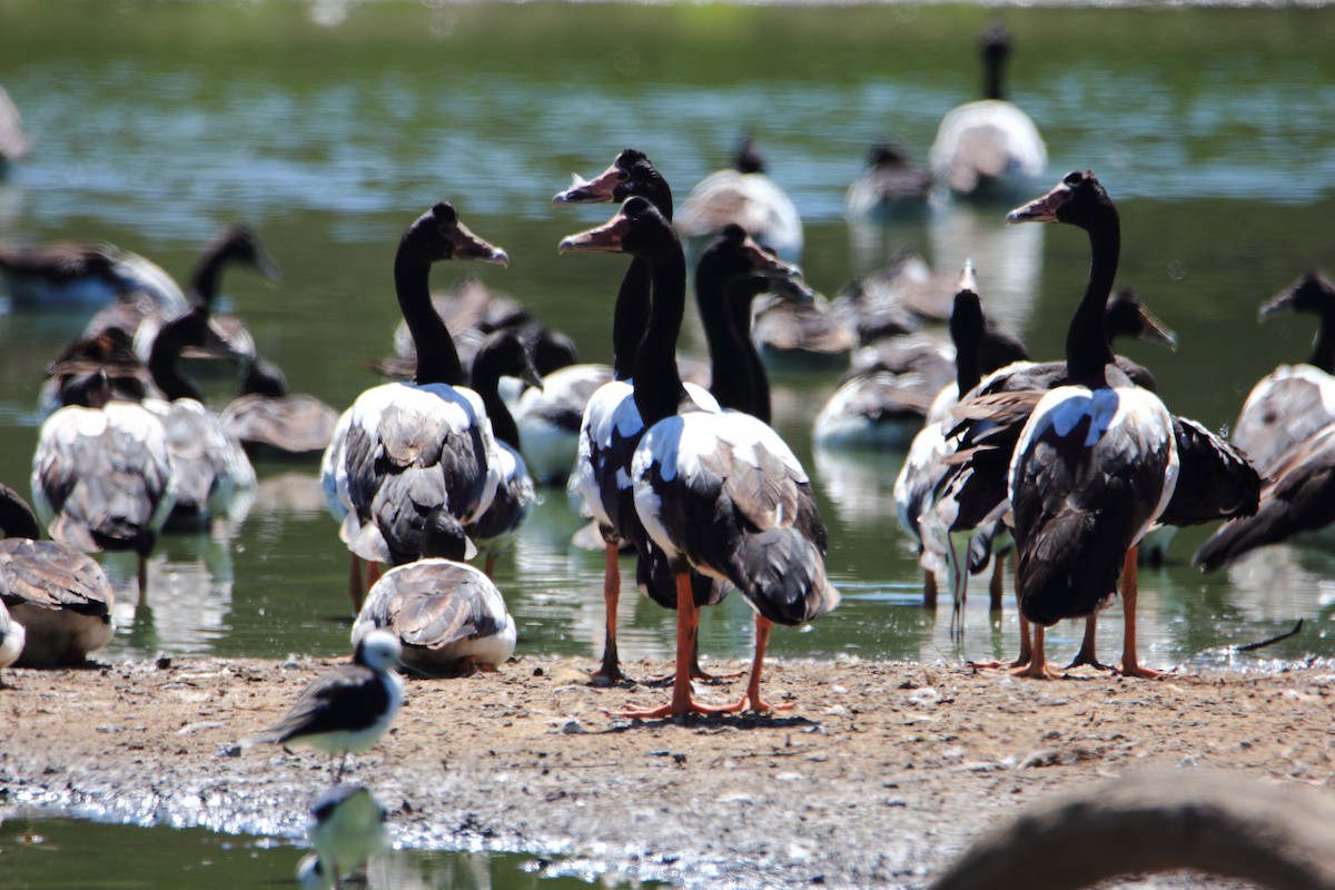 Magpie Goose - ML300988001