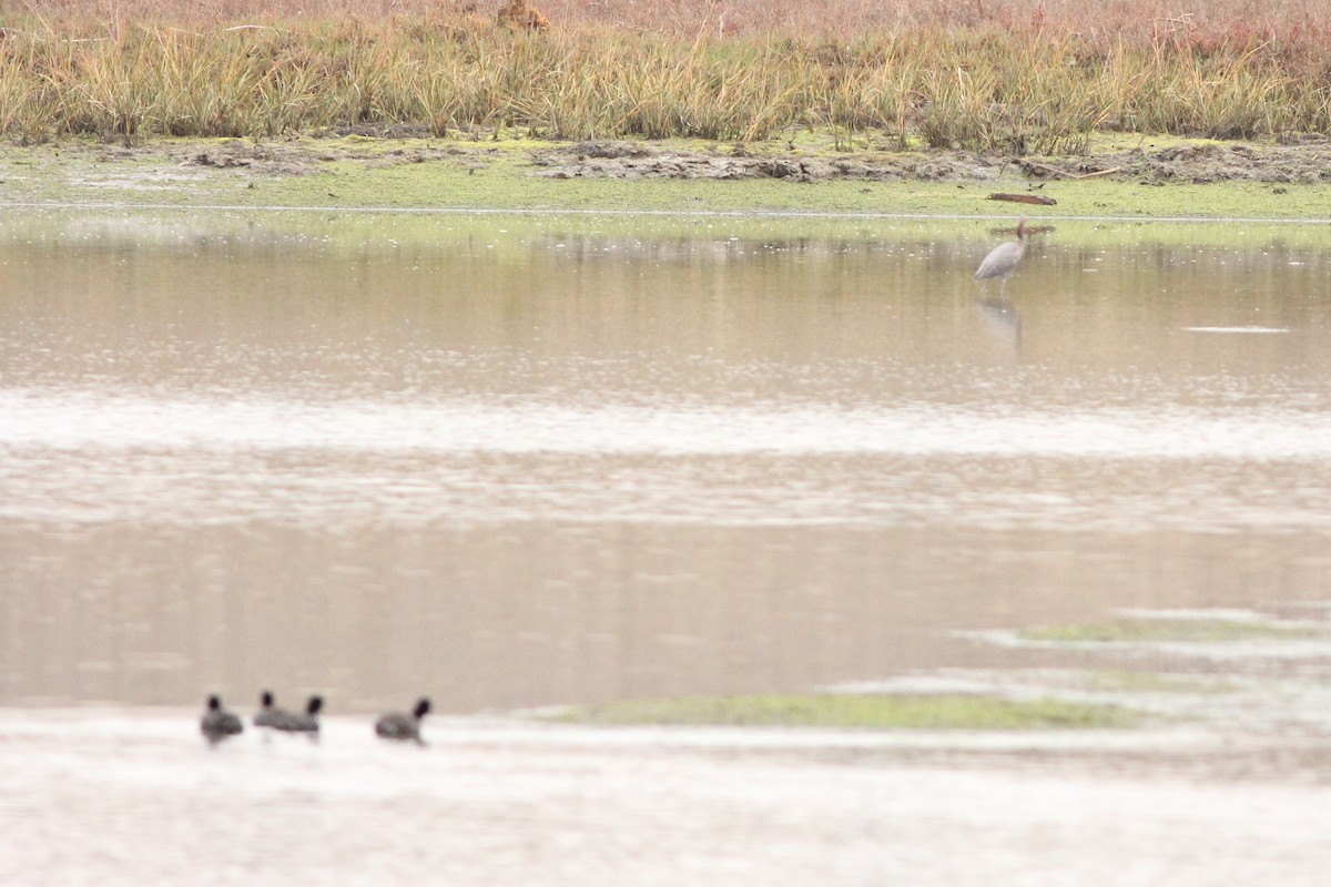 Reddish Egret - ML300988461