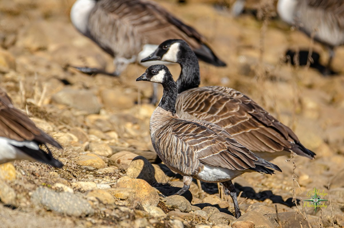 Cackling Goose - ML300988661