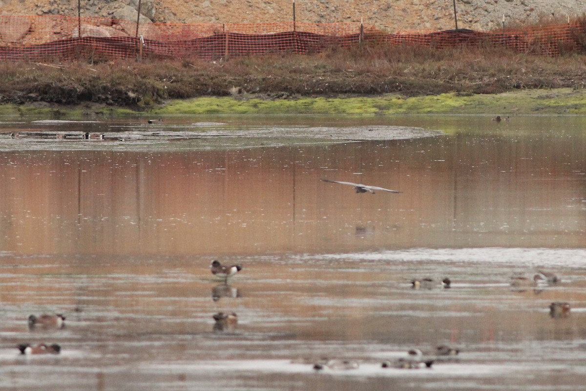 Reddish Egret - ML300989591