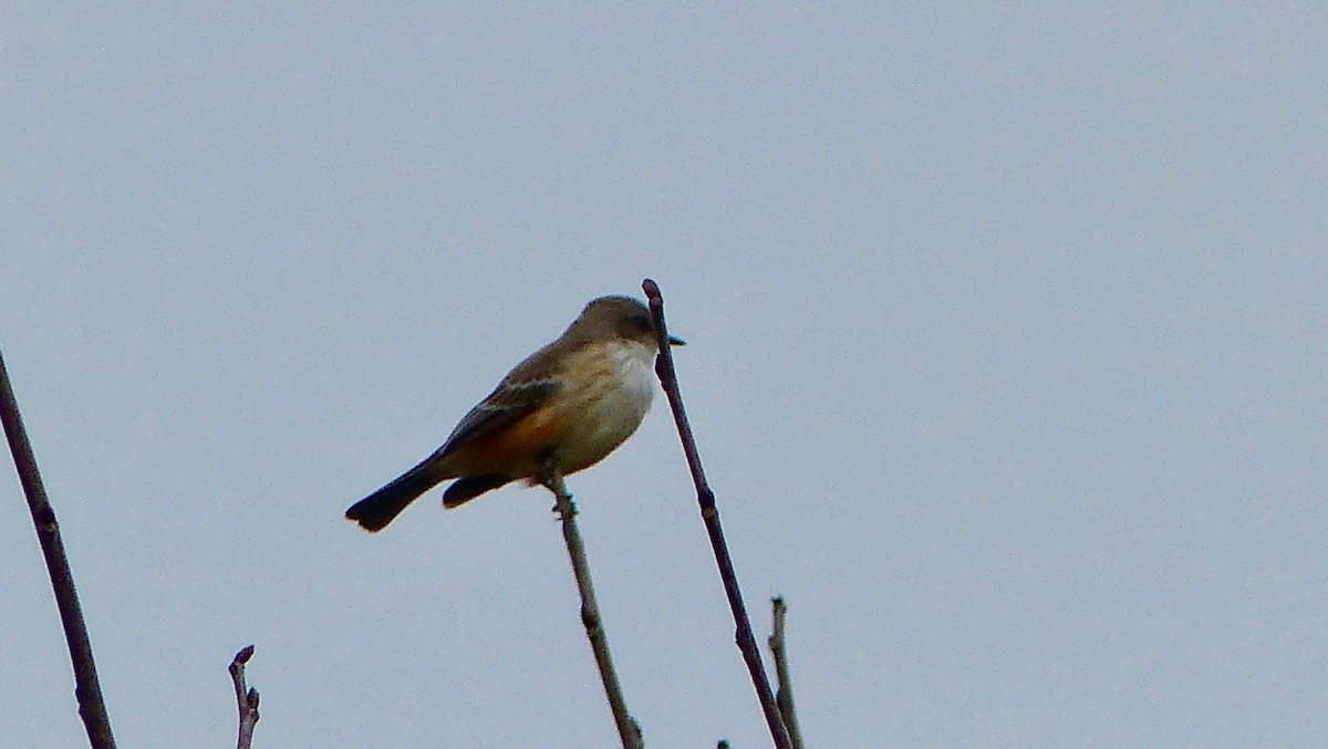 Vermilion Flycatcher - ML300990871