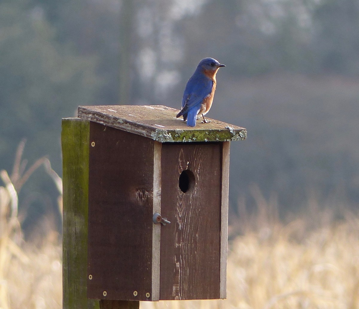 Eastern Bluebird - ML300990991