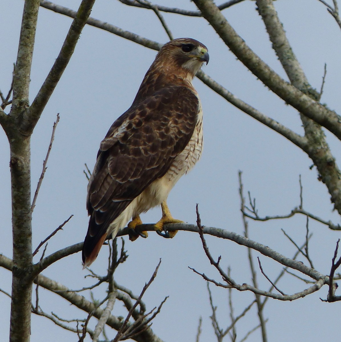 Red-tailed Hawk - ML300991181