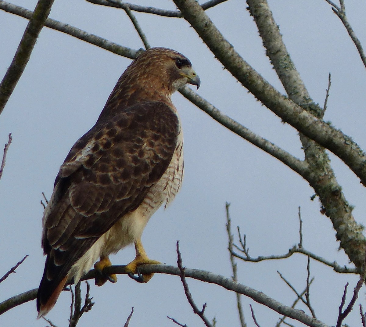 Red-tailed Hawk - ML300991281