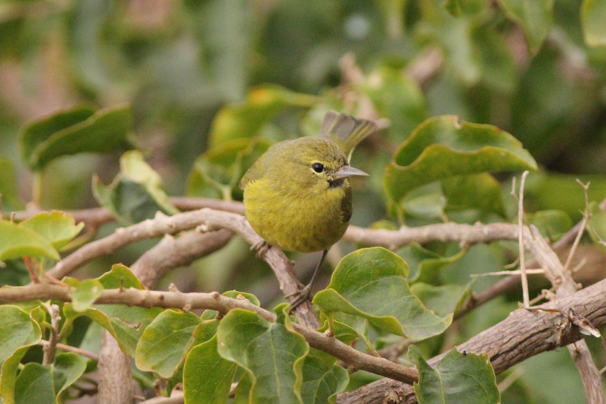 Orange-crowned Warbler - ML300991341