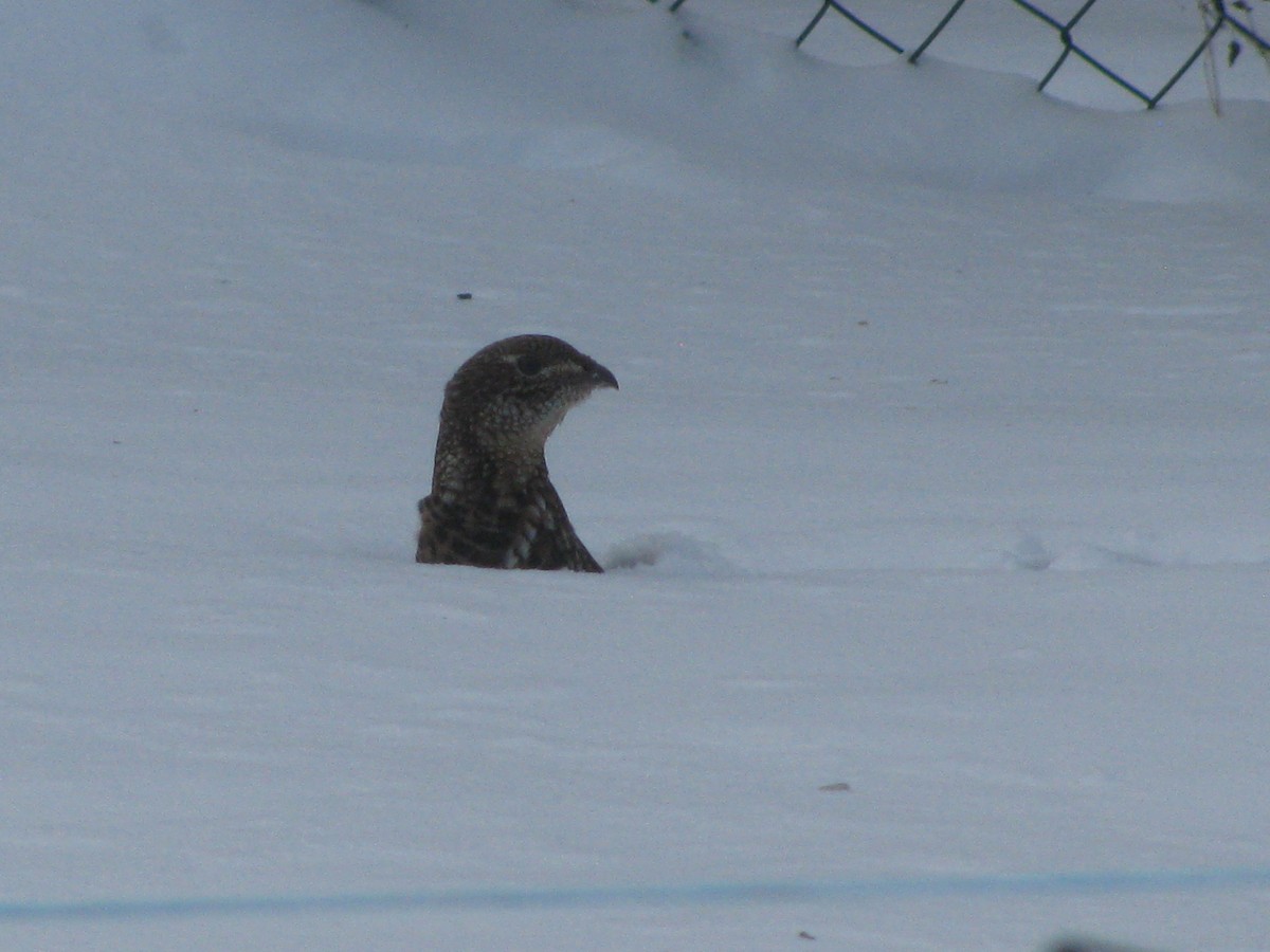 Ruffed Grouse - ML300991861