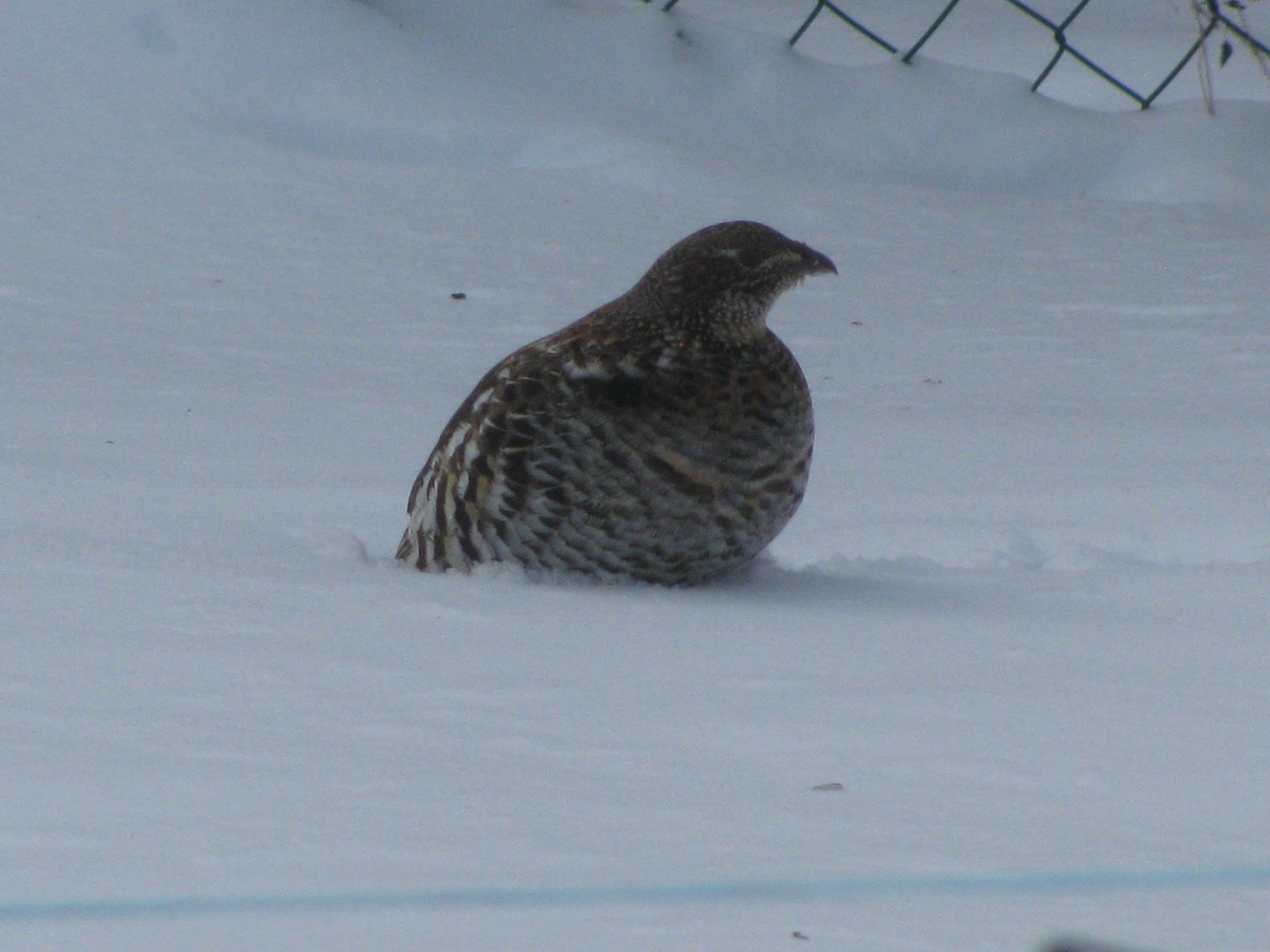 Ruffed Grouse - ML300991981