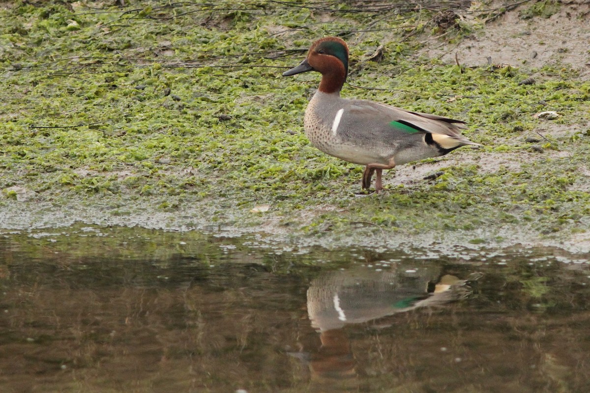 Green-winged Teal - ML300993111