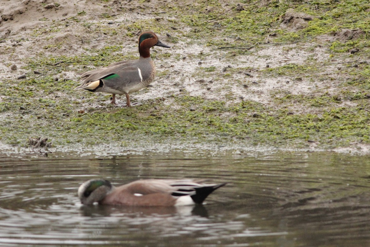 Green-winged Teal - ML300993221