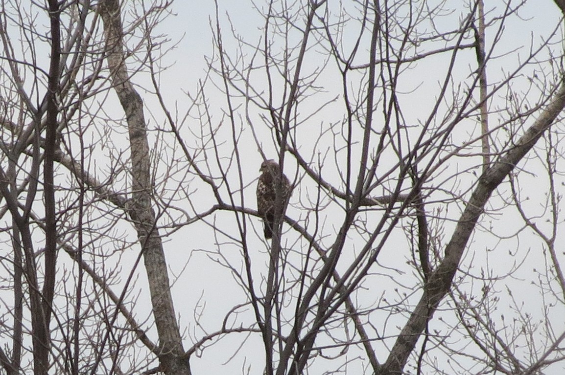 Red-shouldered Hawk - ML300993691