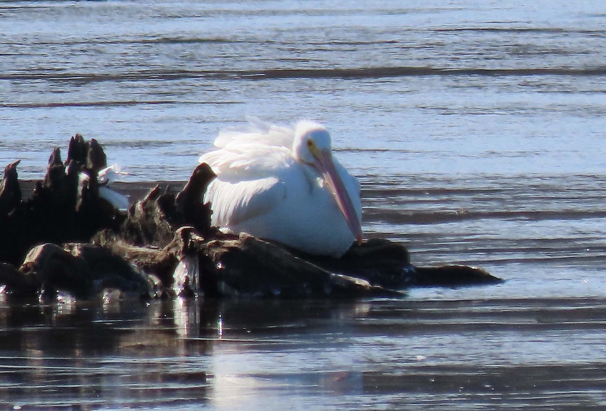 American White Pelican - ML300993891