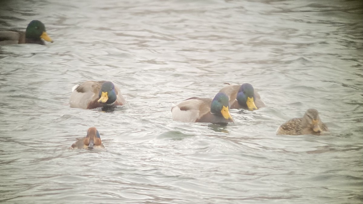 Green-winged Teal - ML300994131