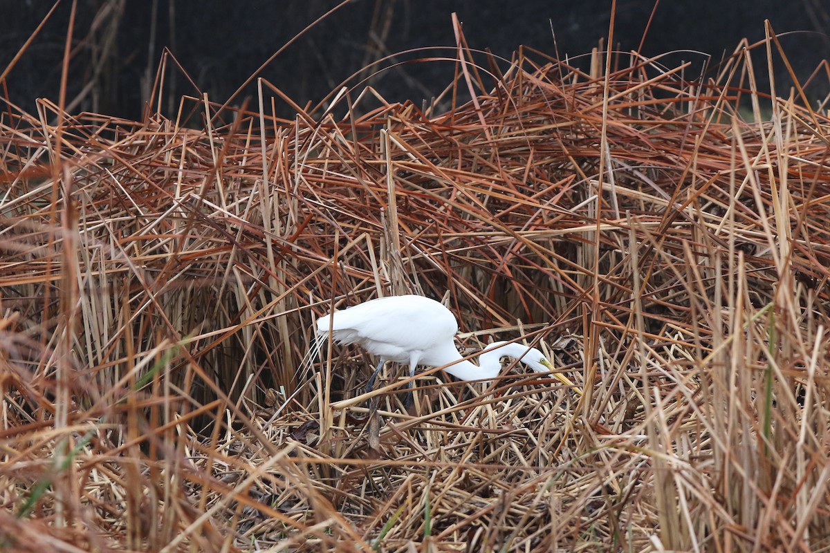 Great Egret - Don Brode