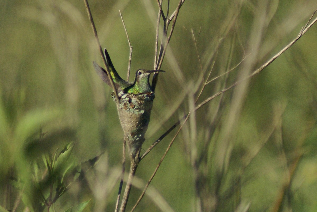 White-tailed Goldenthroat - ML300996001