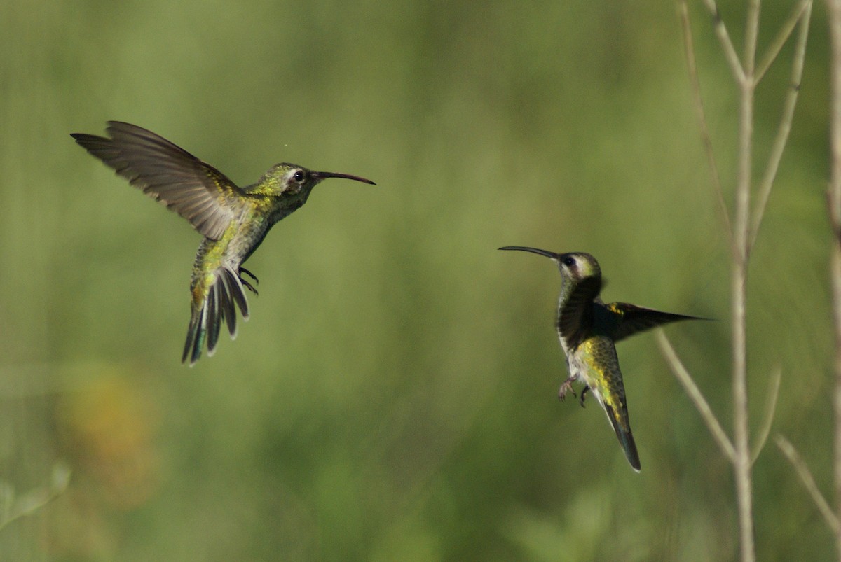 White-tailed Goldenthroat - ML300996051