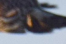 Підсоколик малий (підвид columbarius) - ML300999581