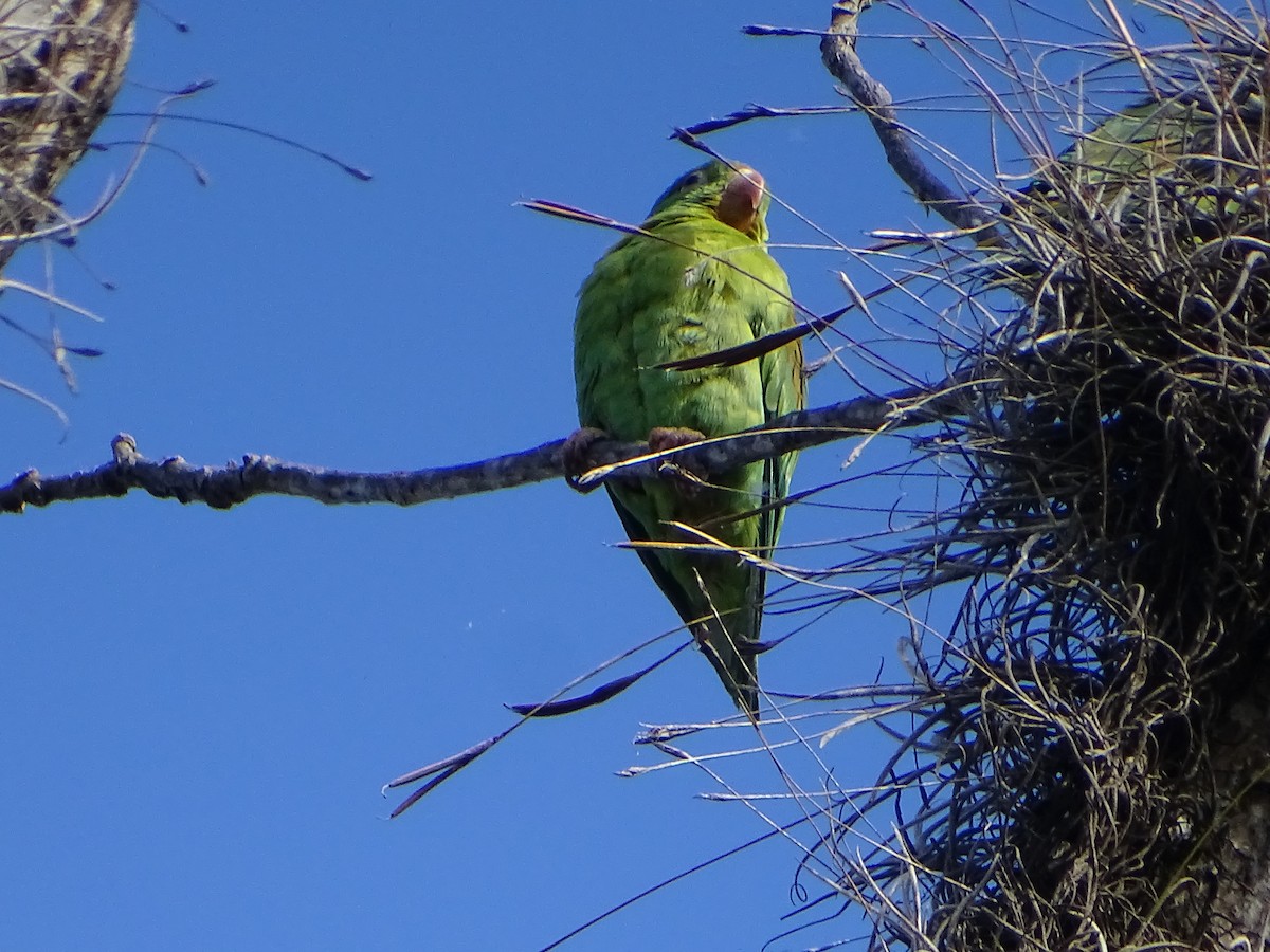 Orange-chinned Parakeet - Angel Fong (Go Bird Honduras)
