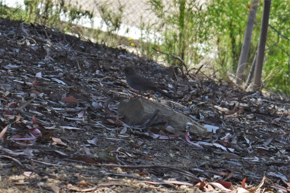 California Towhee - Janae Radke