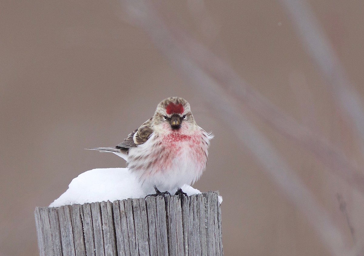 Common Redpoll - Ken Rosenberg