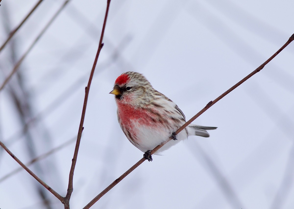 Common Redpoll - ML301000201