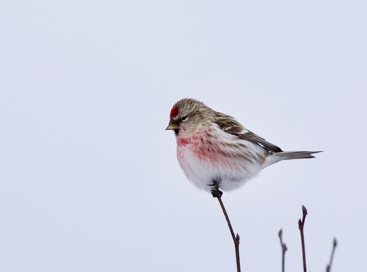 Common Redpoll - ML301000211