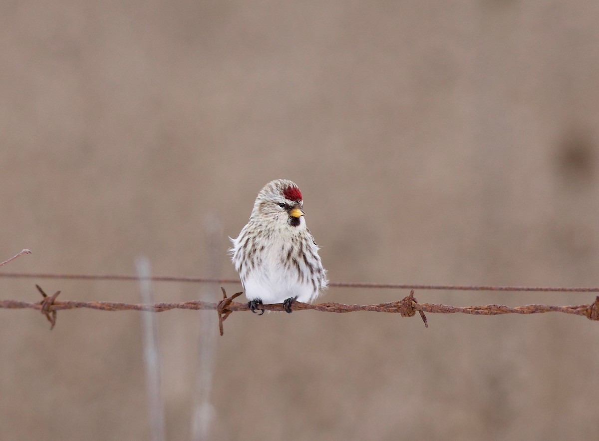 Common Redpoll - Ken Rosenberg