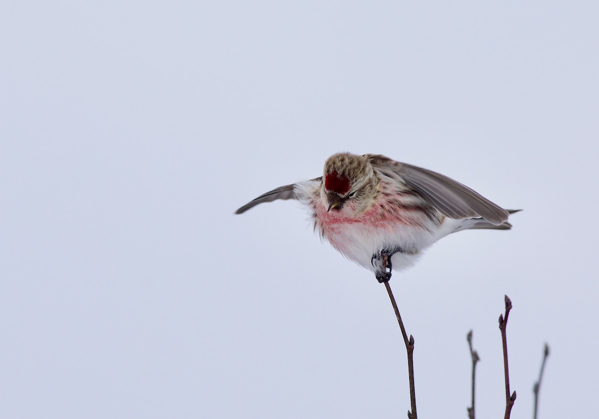 Common Redpoll - ML301000231