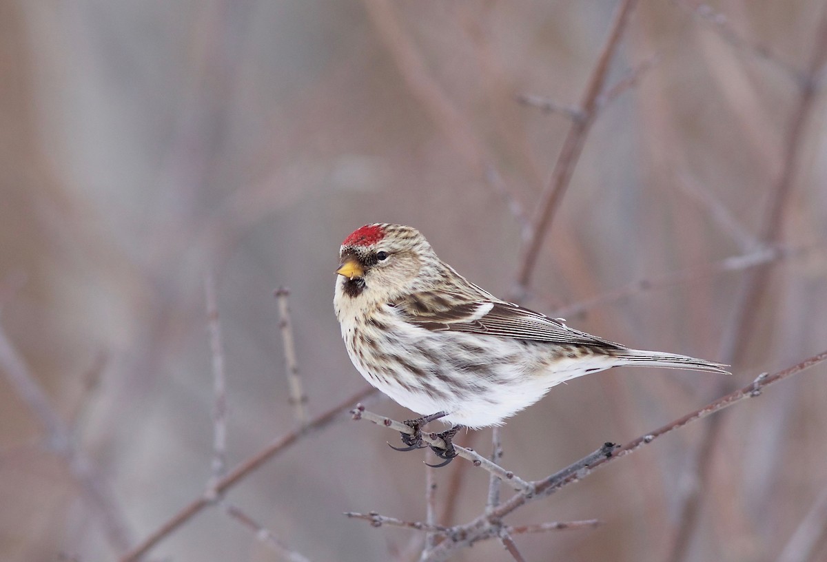 Common Redpoll - Ken Rosenberg