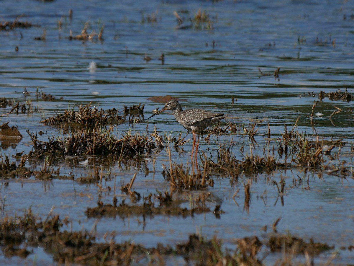 Spotted Redshank - Ellen Askum