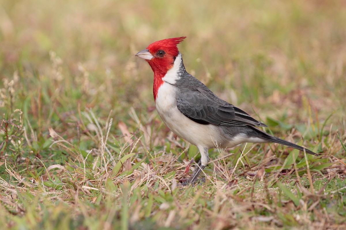 Red-crested Cardinal - Geoff Malosh