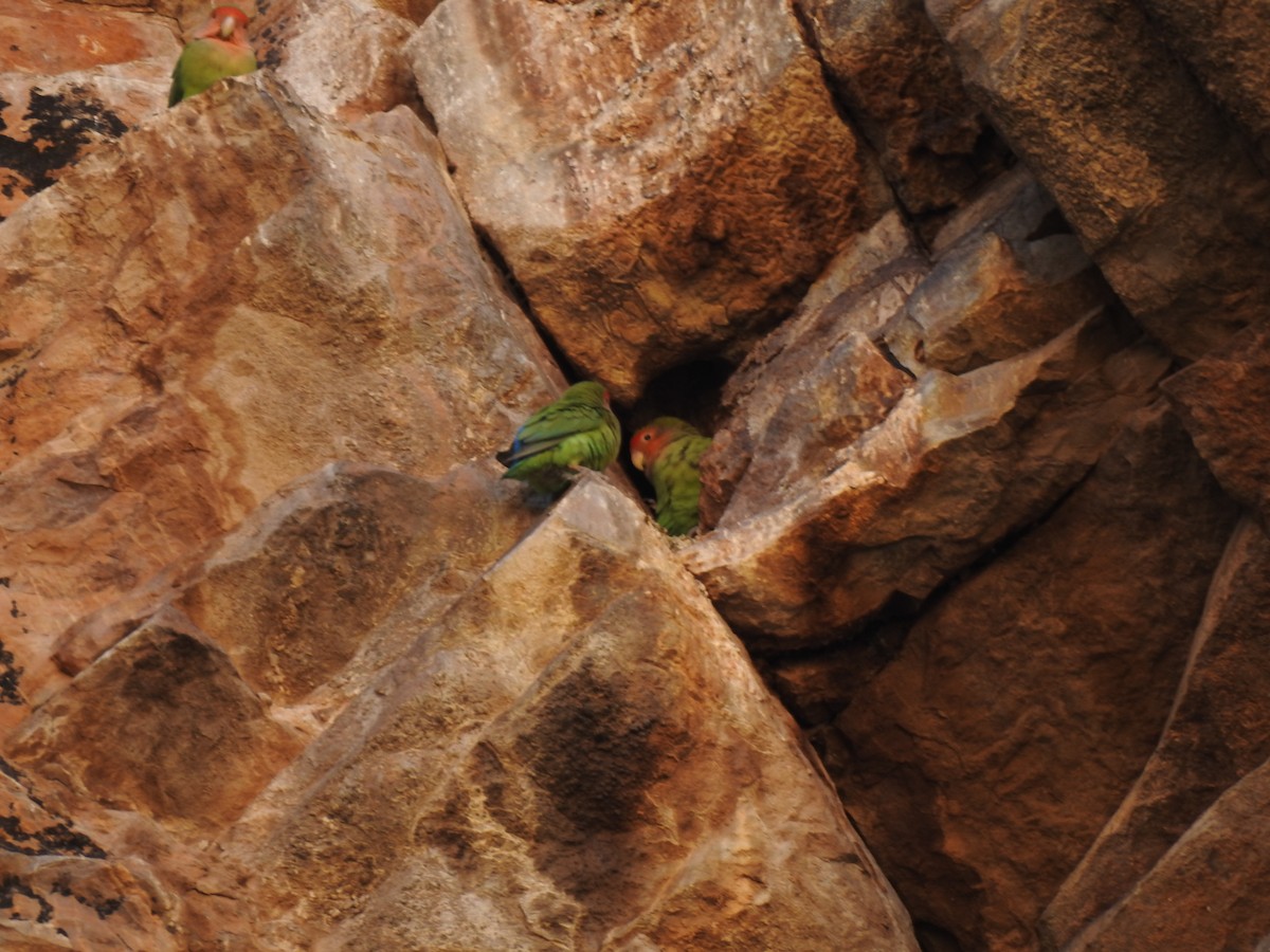 Rosy-faced Lovebird - ML301005081