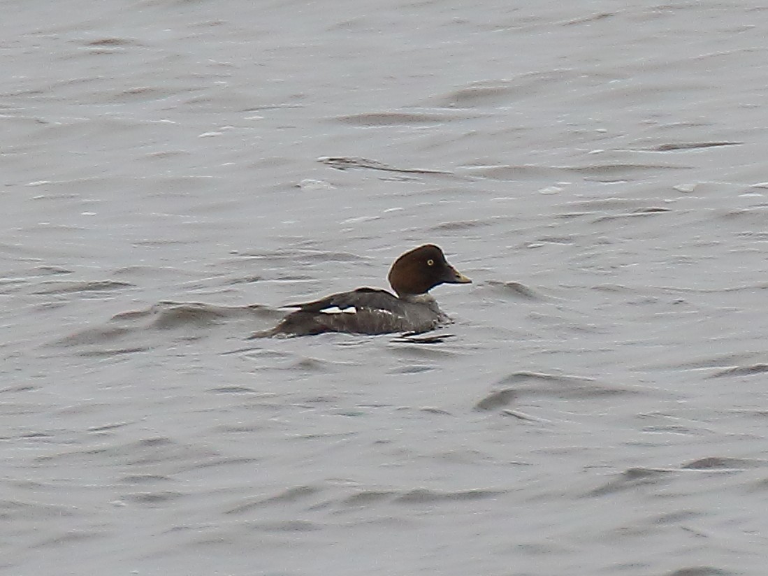 Common Goldeneye - ML301005151