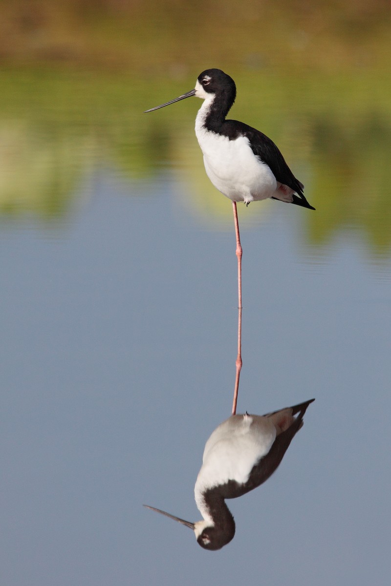 Black-necked Stilt - Geoff Malosh