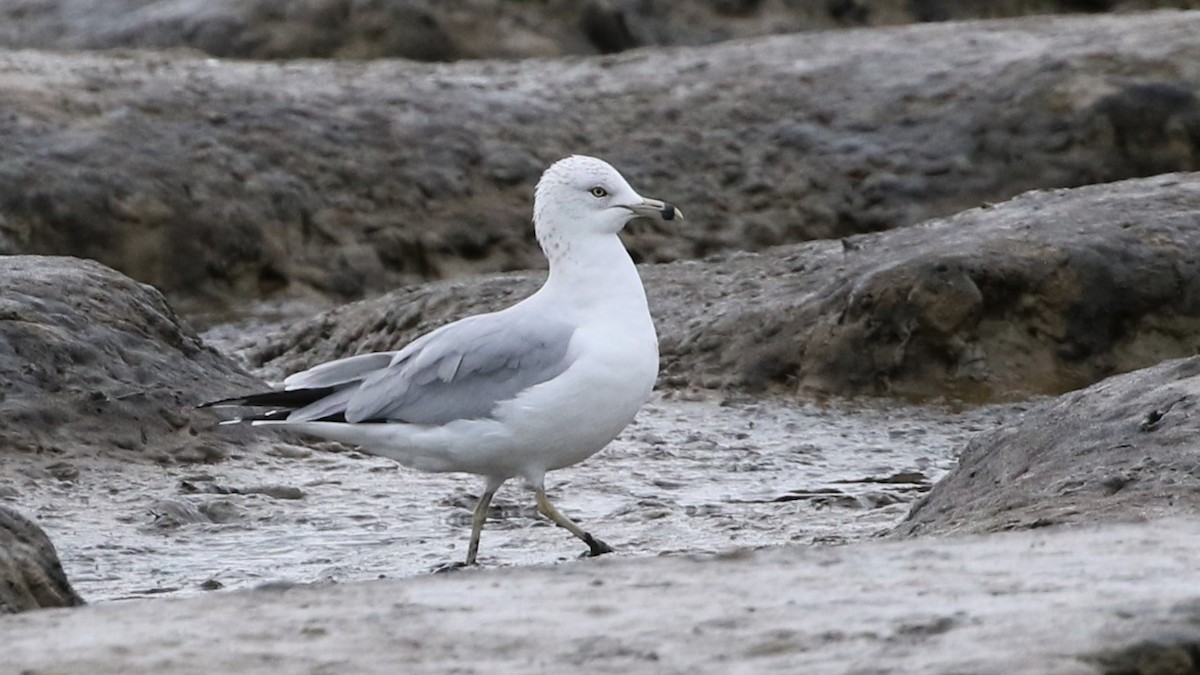 Ring-billed Gull - ML301007951