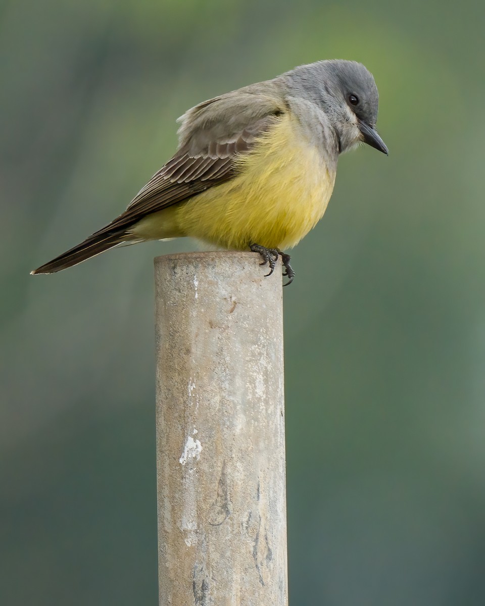 Cassin's Kingbird - Jhoneil Centeno