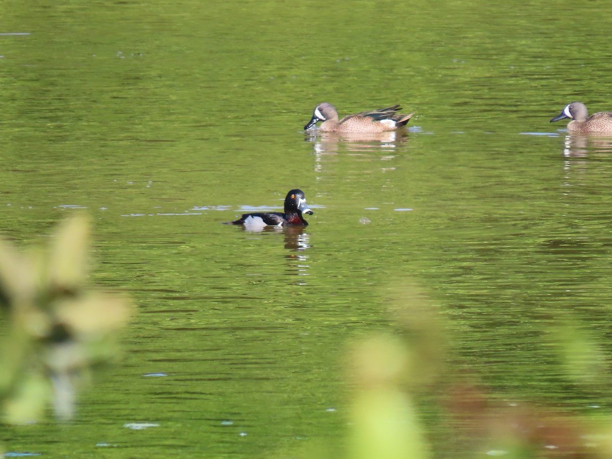 Ring-necked Duck - ML301011171