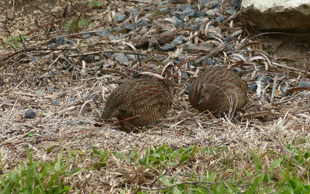 Brown Quail - Allan Pratt