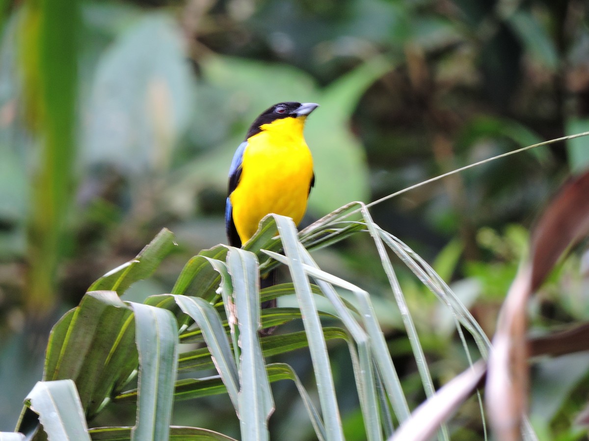 Blue-winged Mountain Tanager - ML301014611