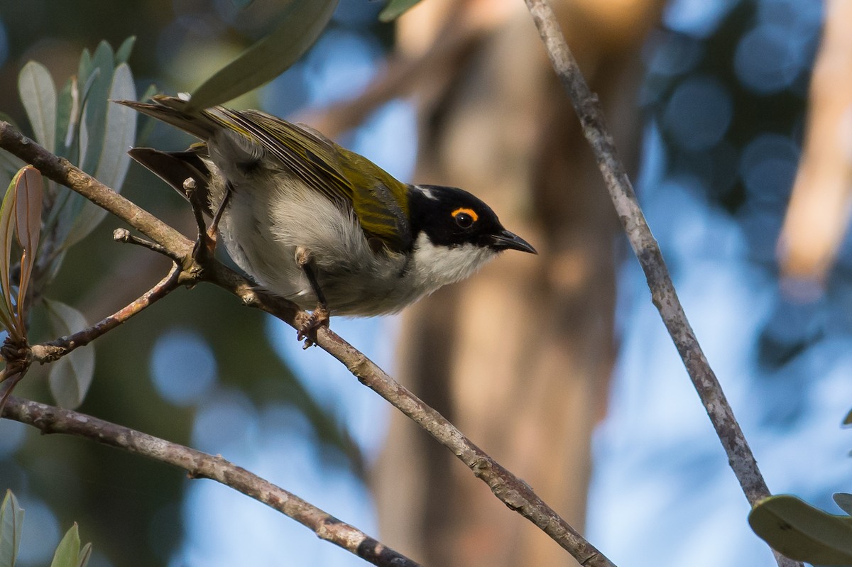 White-naped Honeyeater - ML301014771